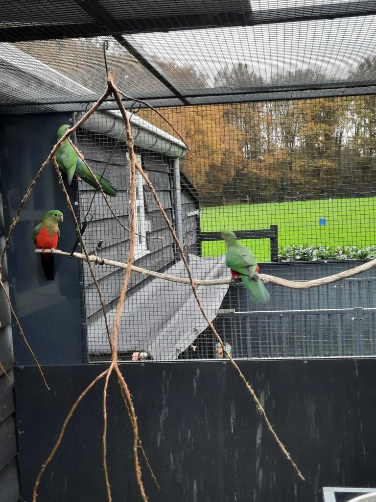 Koningsparkieten koningsparkiet, Meerdere dieren, Geringd