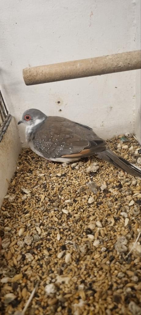 3 Bonte diamantduifjes ., Dieren en Toebehoren, Meerdere dieren