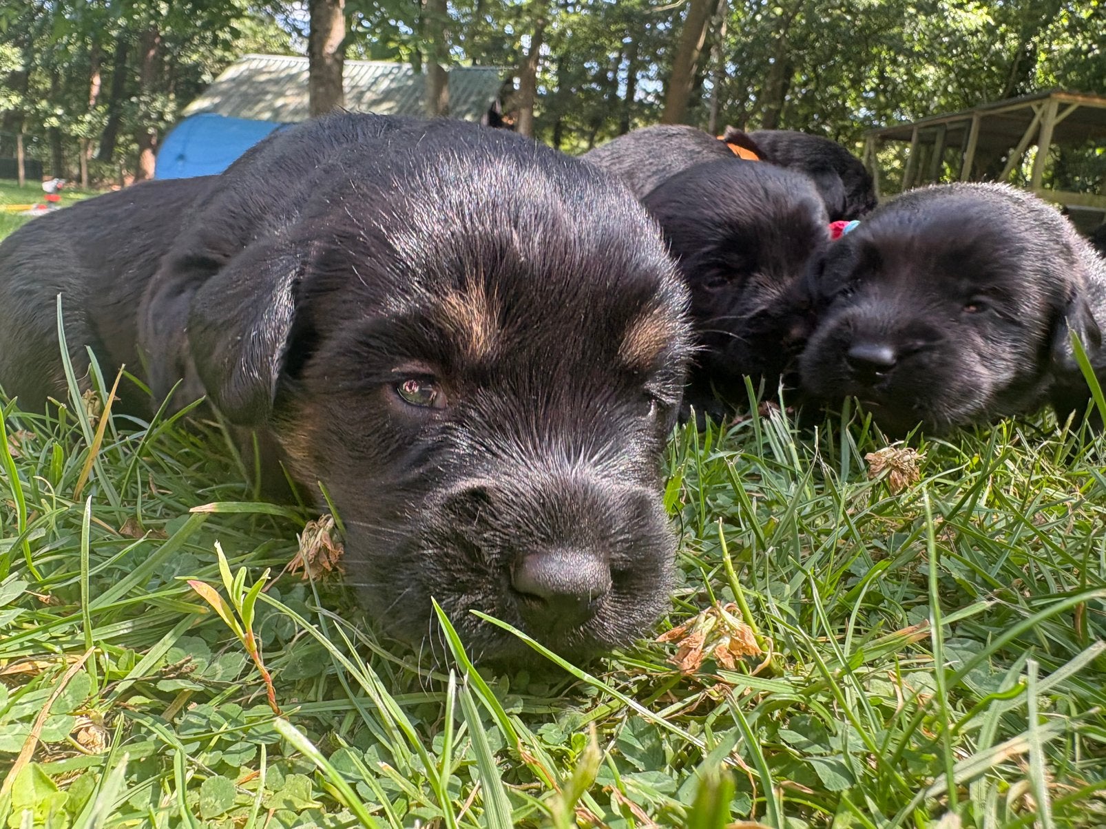 Super lieve labradoodle - Labrador Puppy’s., Parvo, 8 tot 15 weken, Meerdere, Meerdere dieren