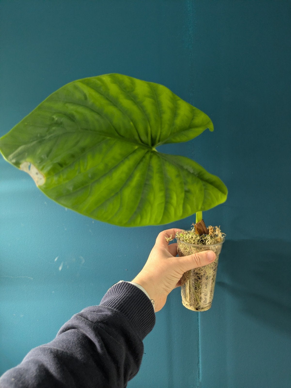 Alocasia Lukiwan, Ophalen of Verzenden, Halfschaduw, Minder dan 100 cm