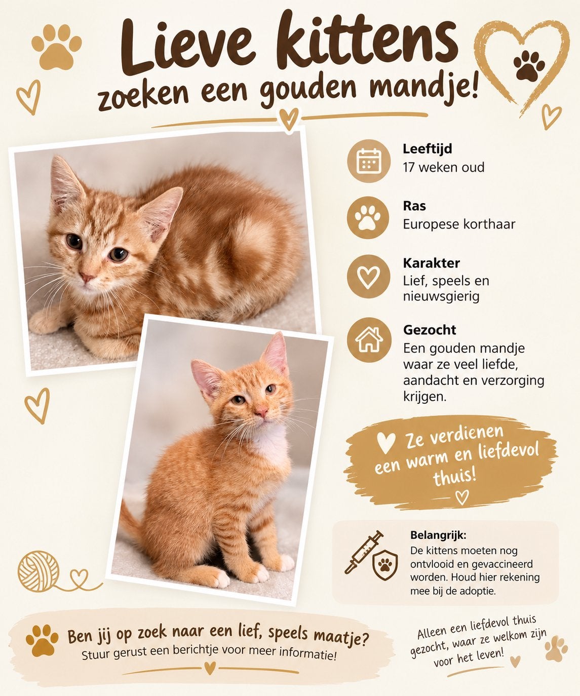 Kittens Europese korthaar, Dieren en Toebehoren, Meerdere dieren, Kortharig, 0 tot 2 jaar