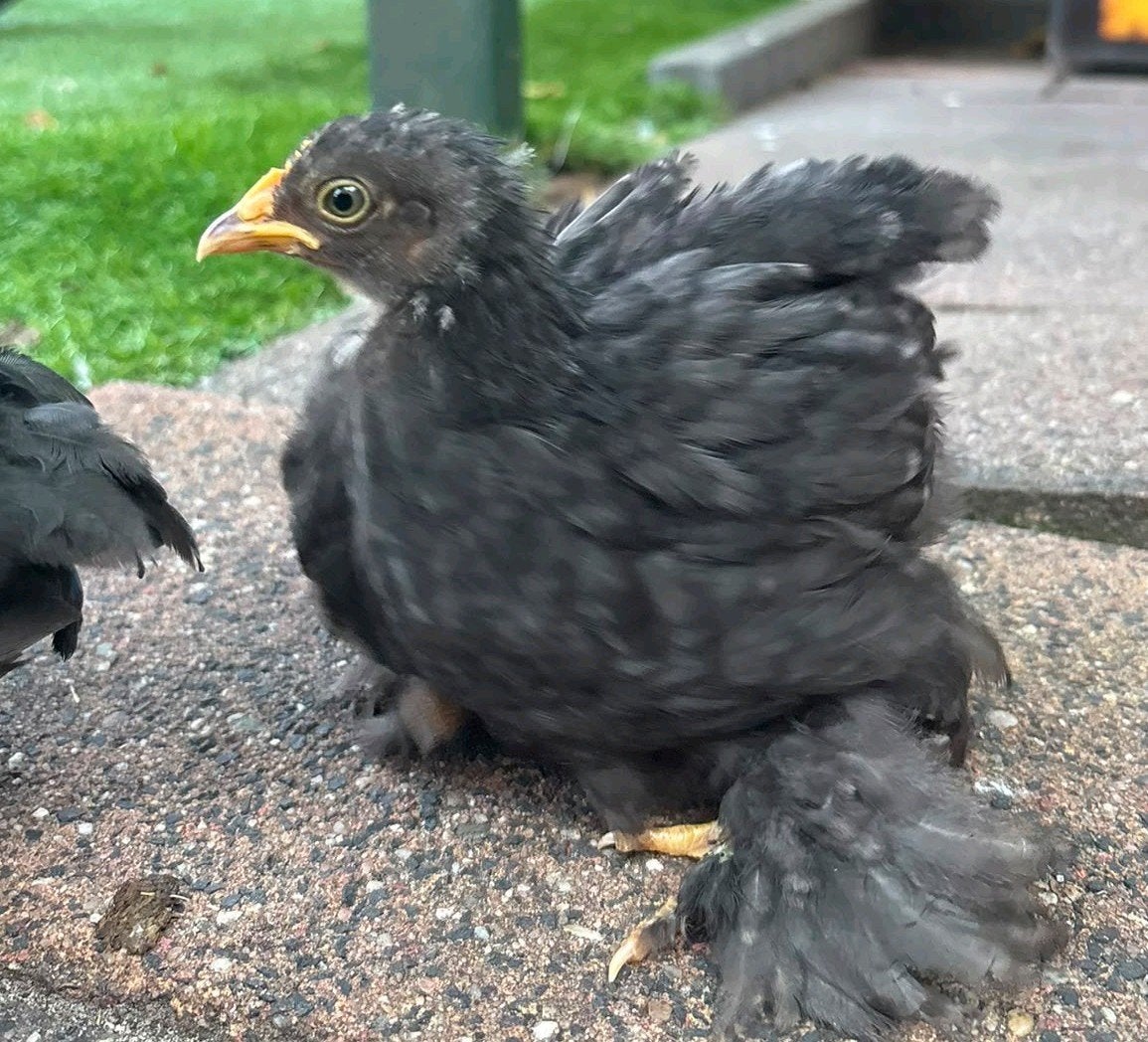 Mooie Cochienkriel kuikens!, Dieren en Toebehoren, Pluimvee, Geslacht onbekend, Kip