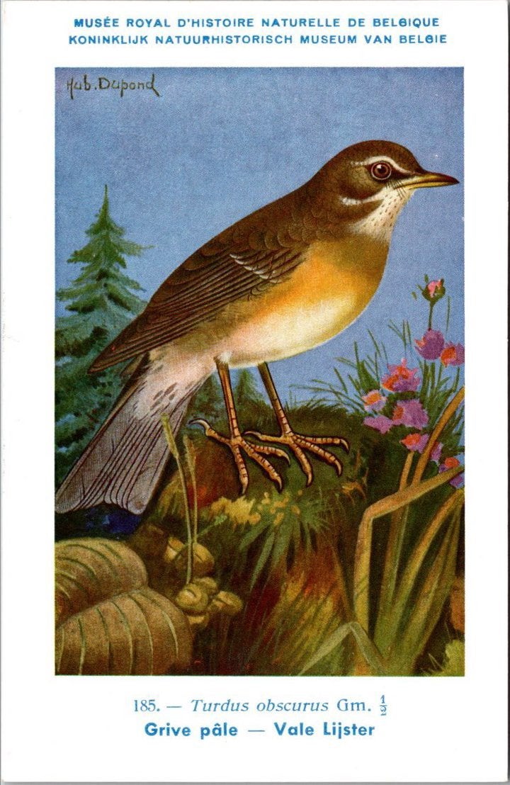 Vale Lijster / Pale Thrush – Nº 185 – (KBIN / IRSNB), Verzenden, 1940 tot 1960, Ongelopen, Vogel
