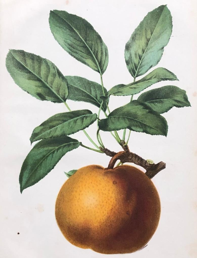A Riocreux Antieke Botanische prent Poire Olivier de Serres, Ophalen of Verzenden, Flora en Fauna, Lithografie, 1800 - 1899