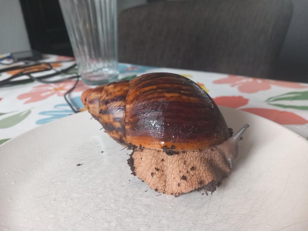 Achatina marginata ovum, Amfibie, Tam, 0 tot 2 jaar