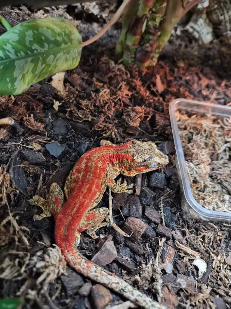 Rhacodactylus auriculatus || Gargoyle gekko, Dieren en Toebehoren, Reptielen en Amfibieën, Hagedis, 3 tot 6 jaar, Tam