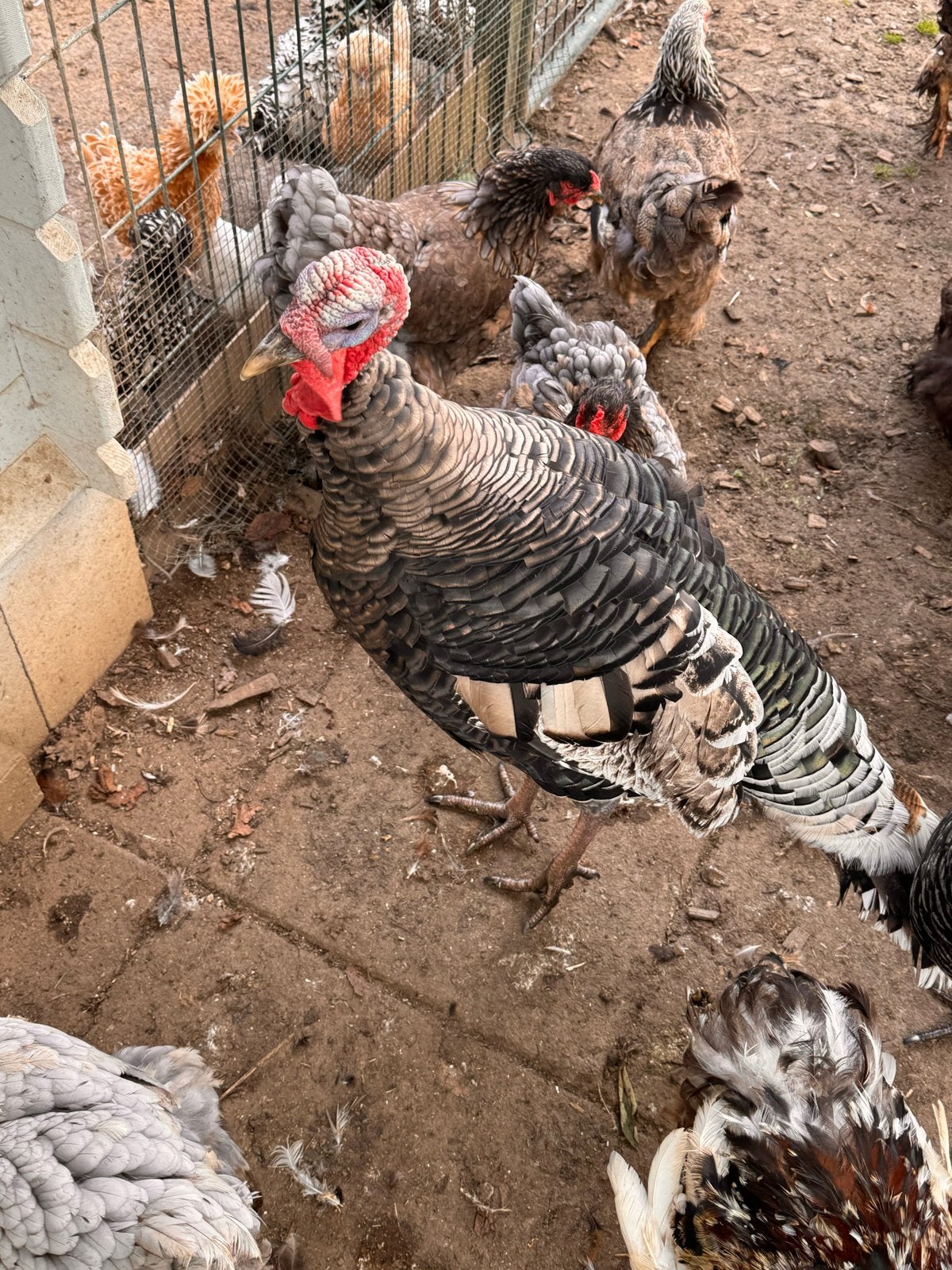 2 kalkoen hanen te koop, Dieren en Toebehoren, Mannelijk, Kalkoen