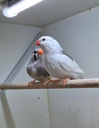 Te koop koppel zebravinken, Dieren en Toebehoren, Meerdere dieren, Tropenvogel, Geringd