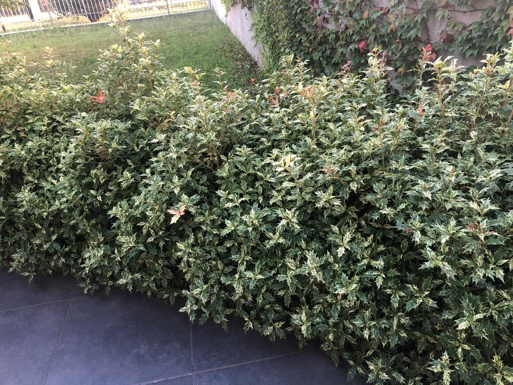 Schijnhulst voor haagje 3 KLEUREN, TRICOLOR, buxus vervanger, Volle zon, Vaste plant, Bloeit niet, Ophalen