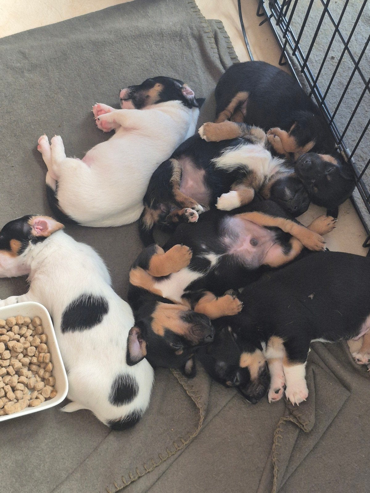 Jack Russel puppy's!!, Dieren en Toebehoren, Parvo, 8 tot 15 weken, Meerdere, Meerdere dieren