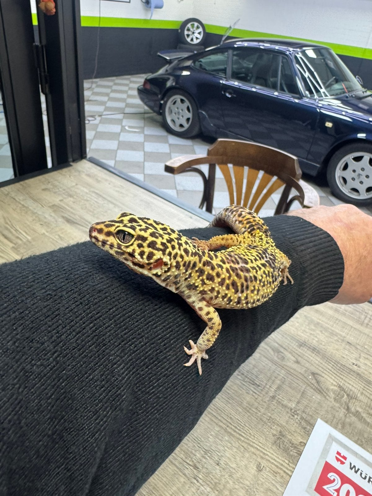 Te koop luipaard gekko incl terraium Leopard Gecko - unknown for sale from nice and shine