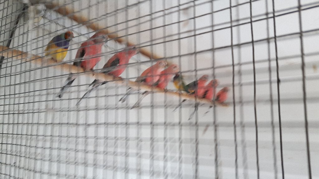 Bourkes parkieten, Meerdere dieren, Parkiet, Geringd
