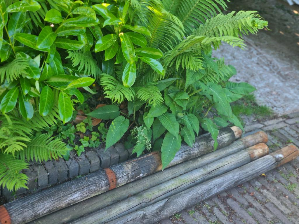 gratis oude palen, Ophalen, Gebruikt, Palen, Hardhout