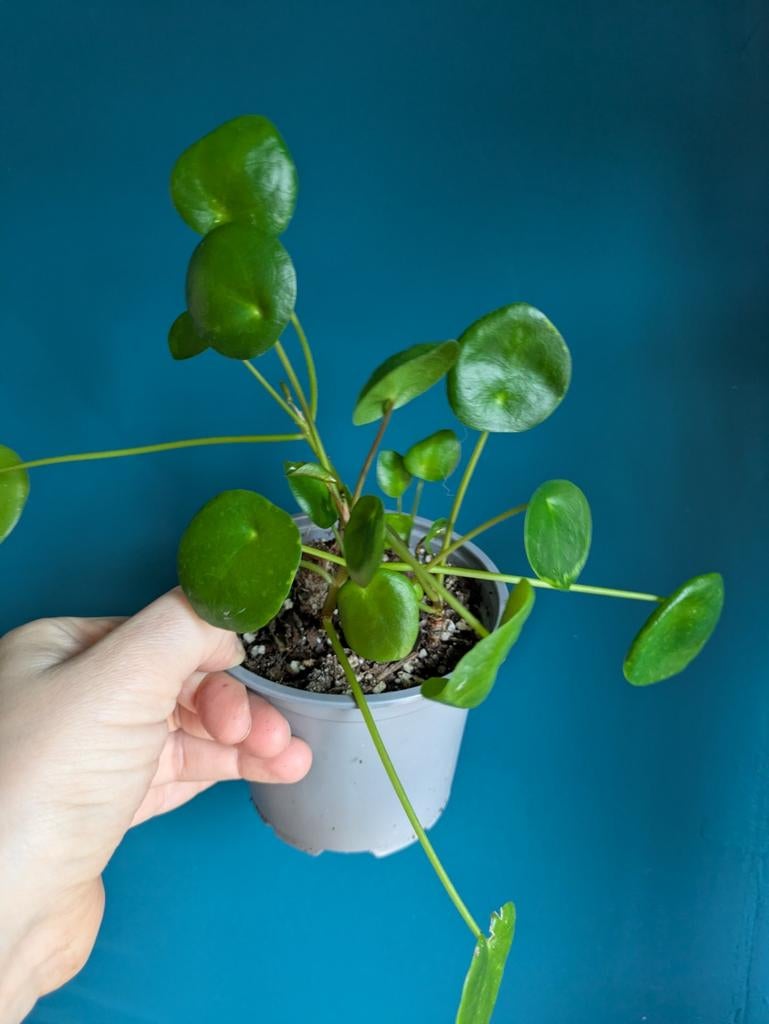 Pannenkoekplant / pilea peperomioides plantje, Huis en Inrichting, Kamerplanten, Ophalen of Verzenden, Halfschaduw, Minder dan 100 cm