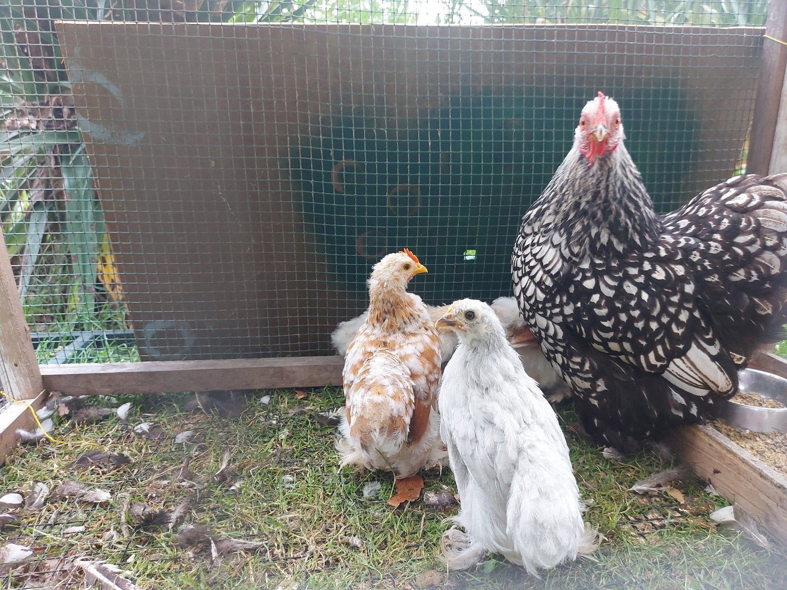 Twee cochin kriel haantjes, Dieren en Toebehoren, Pluimvee, Mannelijk, Kip