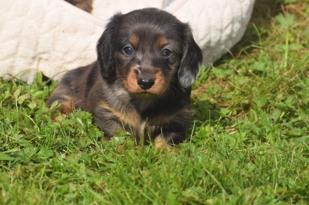 Teckel dwerg pups beide ouders aanwezig, België, 8 tot 15 weken, Dwerg, Langhaar