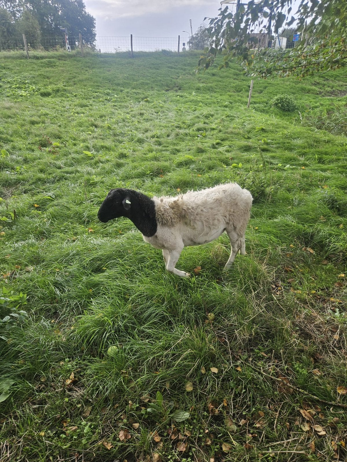 Een mooie Dorper dekram te Koop, Dieren en Toebehoren, Mannelijk, Schaap