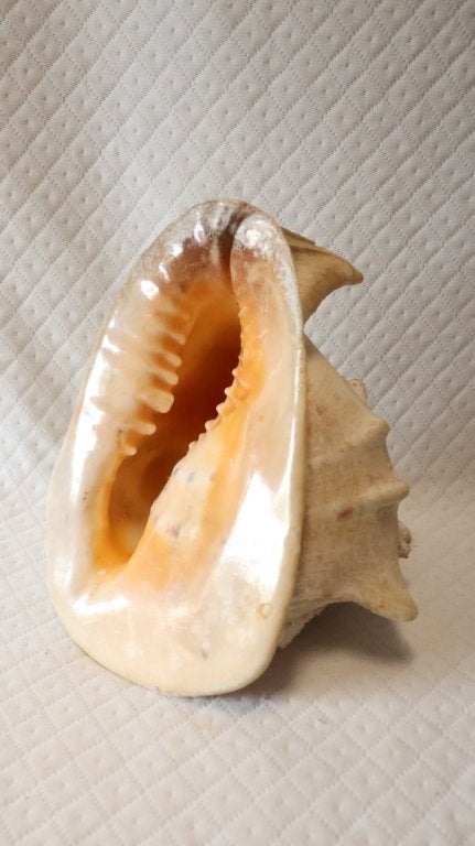 Schelp : Cassis cornuta - gehoornde helmschelp, Ophalen of Verzenden, Schelp(en)