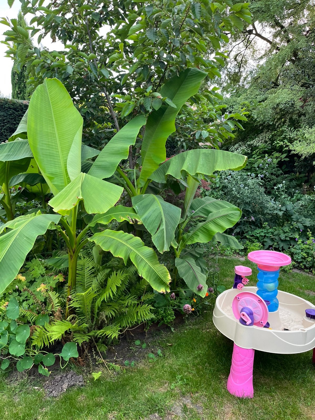 Musa Da Jiao winterhard bananenplant, Ophalen, Overige soorten, Volle zon