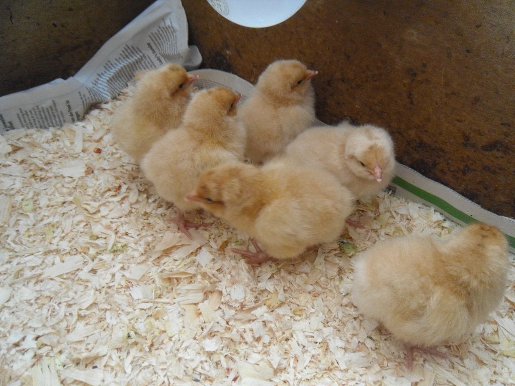 t.k.Orpington kuikens buff groot, Meerdere dieren, Kip