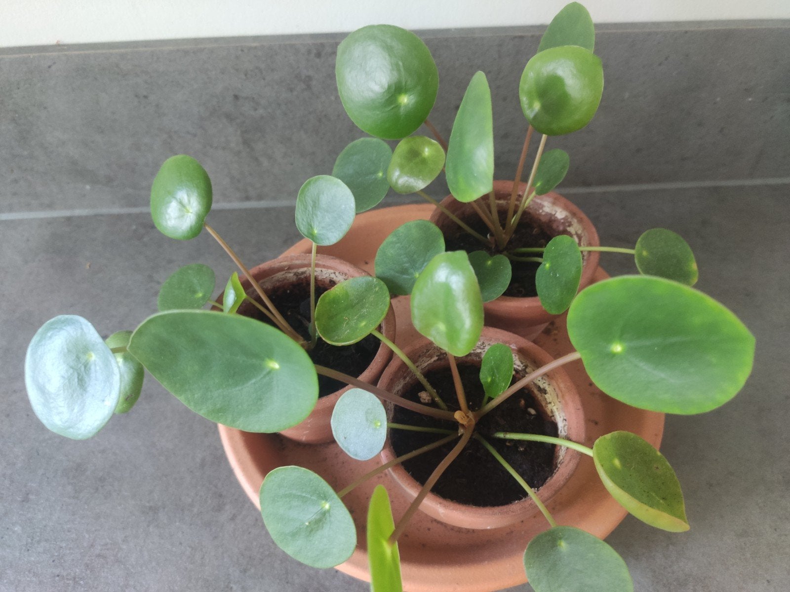 Pannenkoekenplant stekje - 2 euro per stuk, Ophalen, Halfschaduw, Minder dan 100 cm