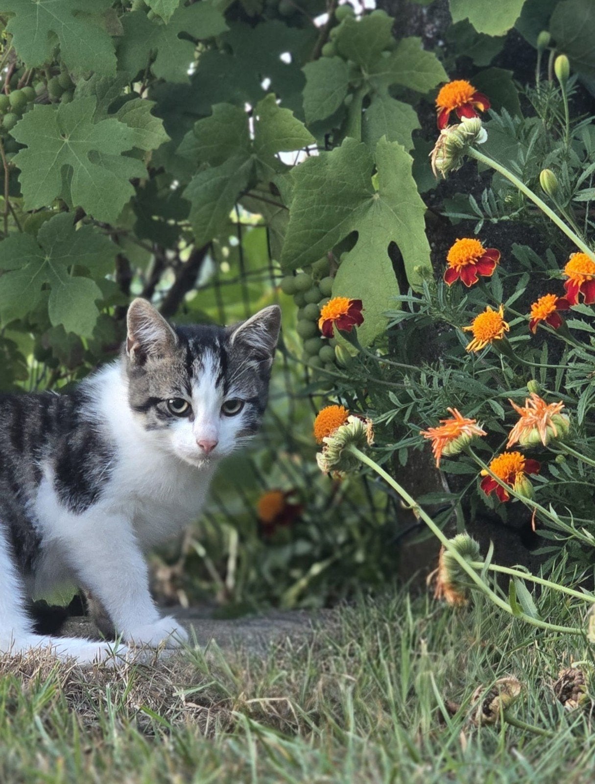 Mooie lieve boerderij kittens, Meerdere dieren, 0 tot 2 jaar