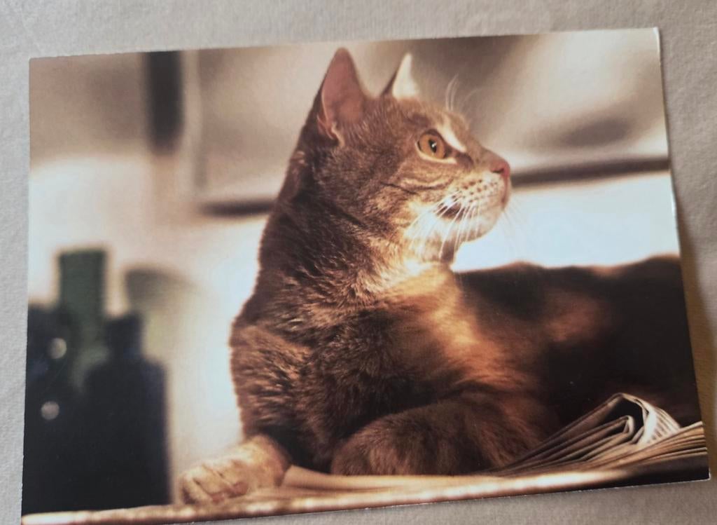 Poes kijkt geïnteresseerd opzij - ANSICHTKAART, Verzenden, 1980 tot heden, Ongelopen, Hond of Kat