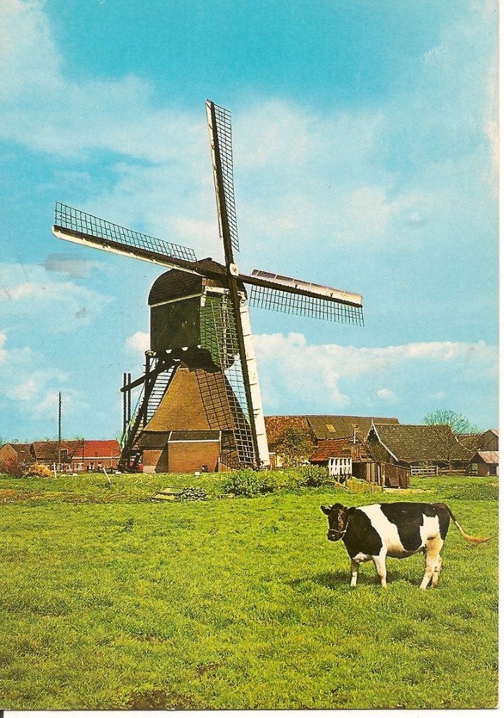 Ansichtkaart Bleskensgraaf, Poldermolen, Koe, Ophalen of Verzenden, 1960 tot 1980, Ongelopen, Zuid-Holland
