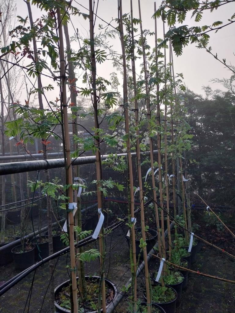Lijsterbes (Sorbus aucuparia), Tuin en Terras, Ophalen, In pot, Volle zon, Overige soorten