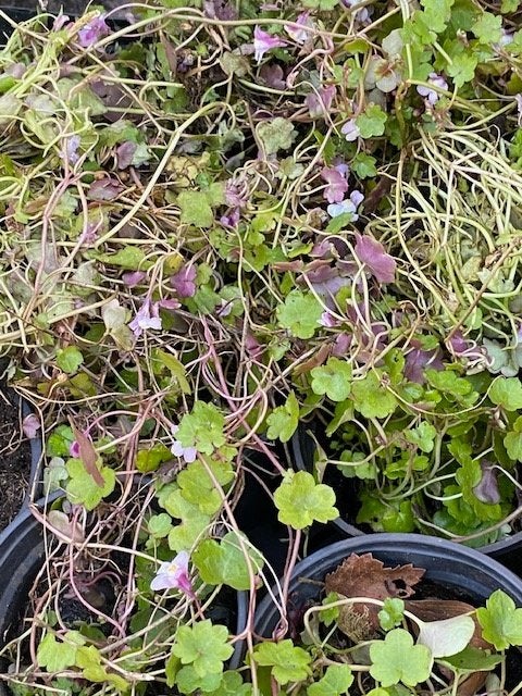 muurleeuwebek, Ophalen, Vaste plant, Overige soorten, Volle zon