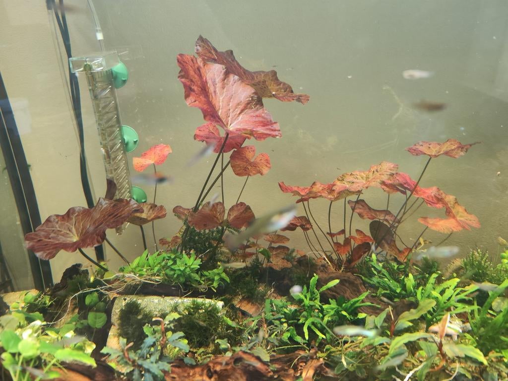 Rode lotus., Ophalen of Verzenden, Nieuw, Plant(en), Steen of Hout