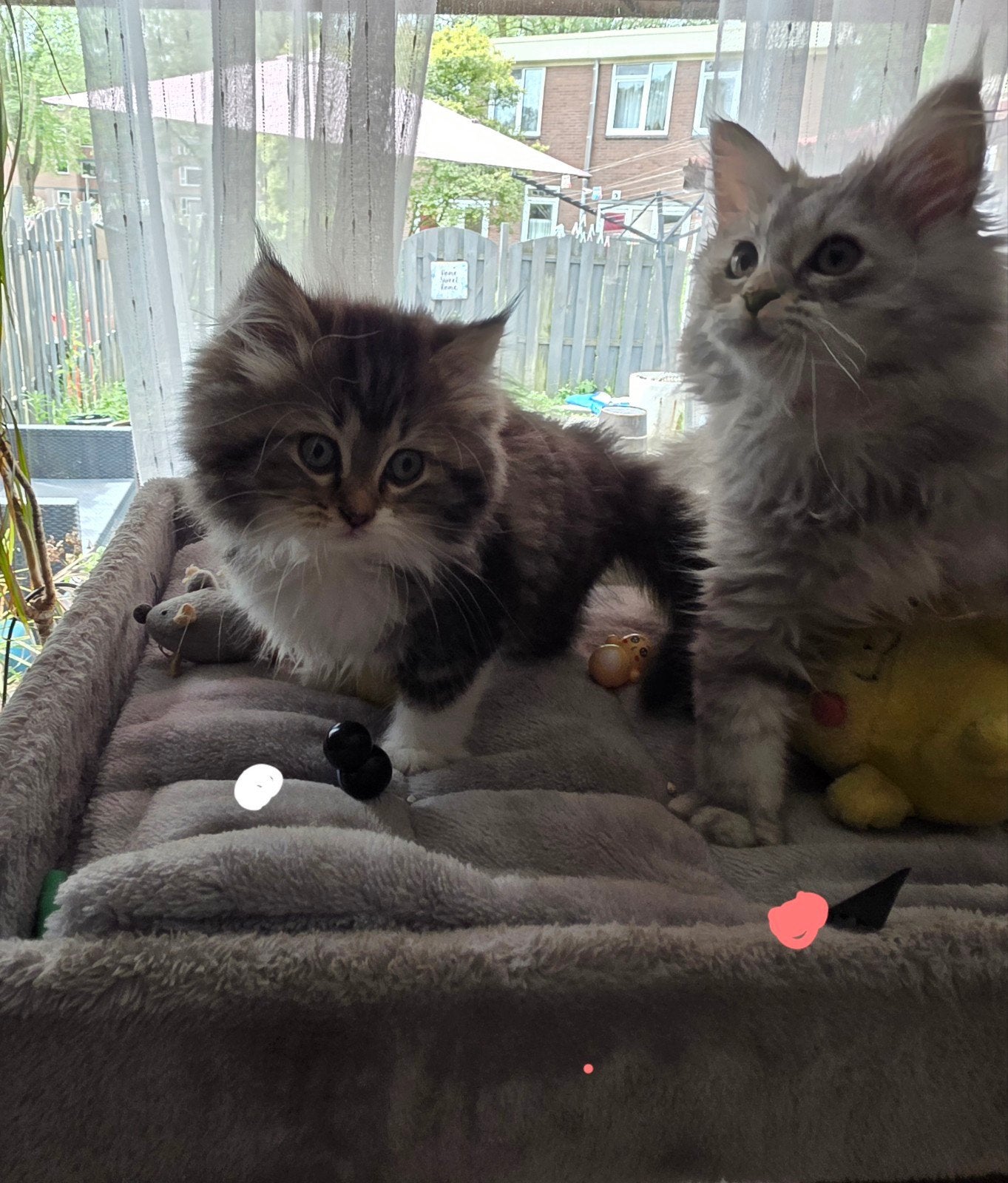 Britse langhaar x Siberische boskat, Dieren en Toebehoren, Katten en Kittens | Raskatten | Langhaar, Meerdere dieren, Gechipt