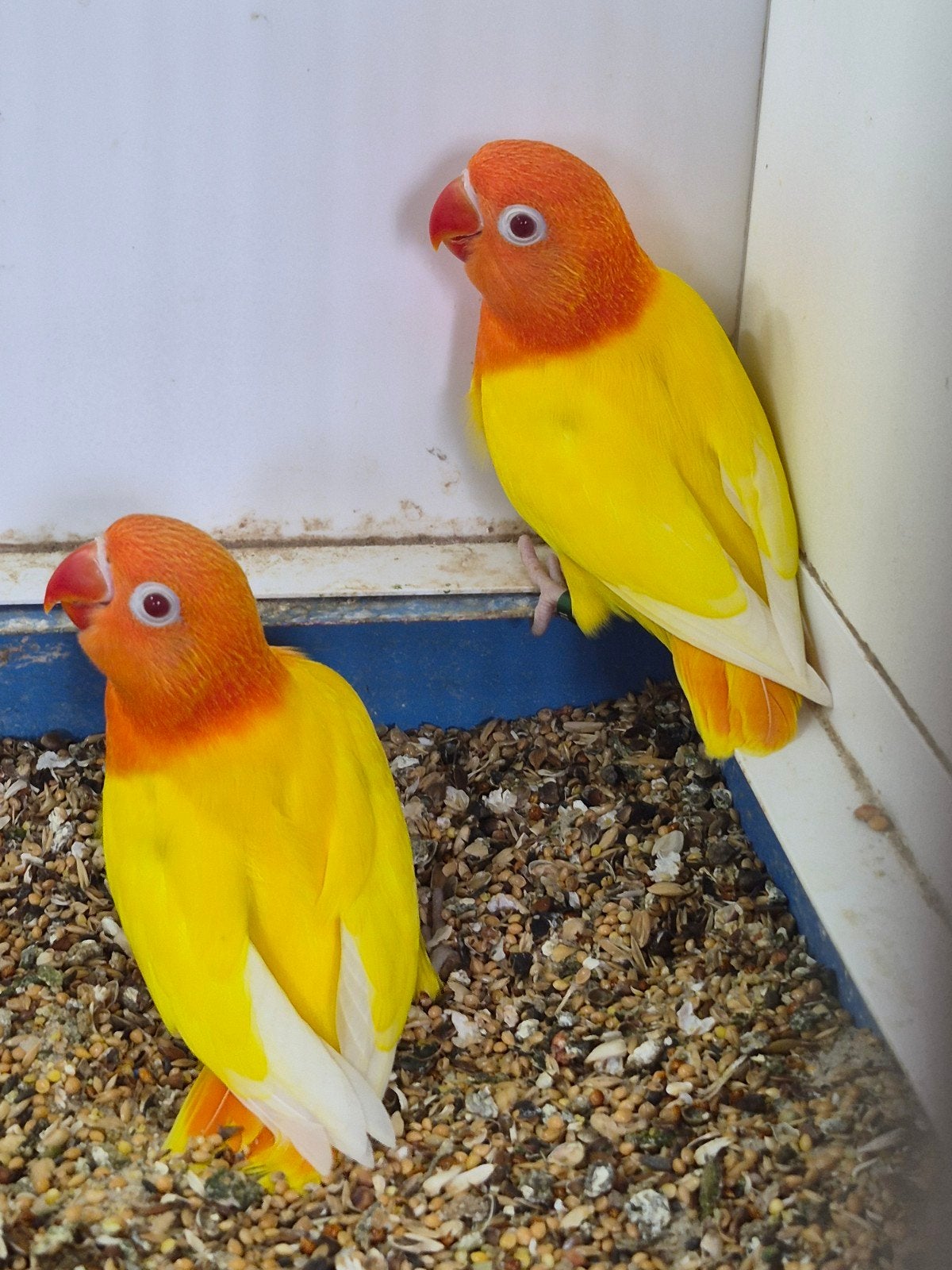 2 jongen mooie fischeri agapornis lutino opaline roodoog, Mannelijk, Dwergpapegaai of Agapornis, Geringd