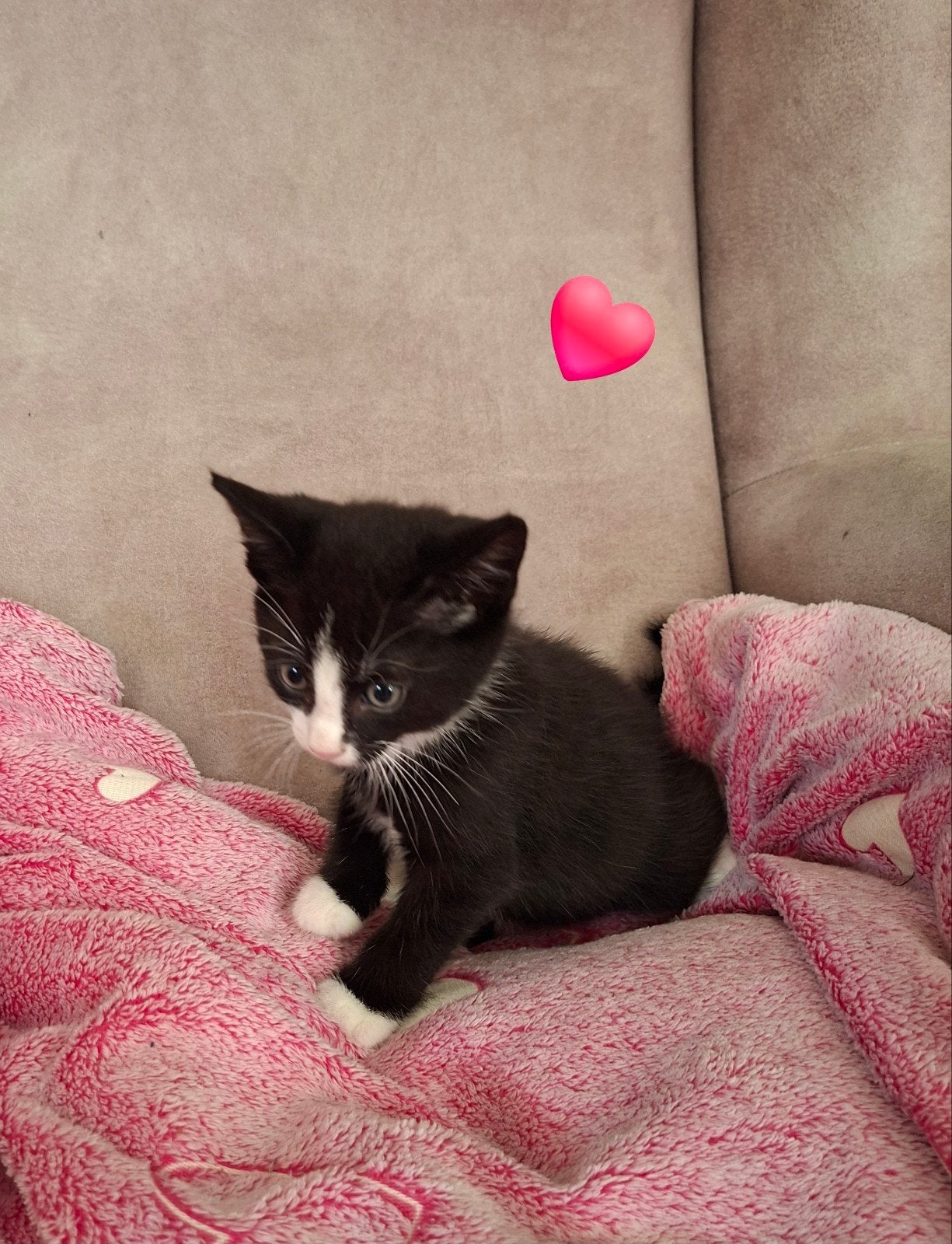Lieve kortharige kittens/ jonge poesjes/katertjes, Dieren en Toebehoren, Kater, Ontwormd, 0 tot 2 jaar
