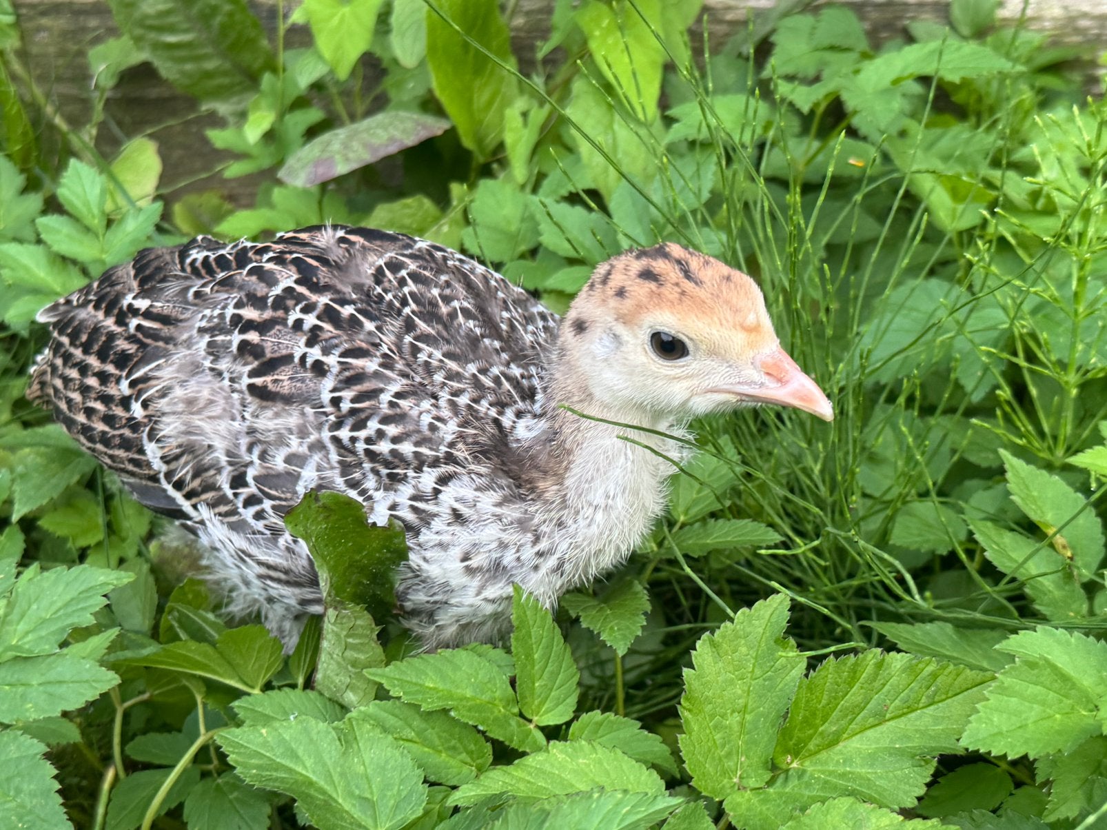Kalkoen kuikens, Dieren en Toebehoren, Pluimvee, Geslacht onbekend, Kalkoen