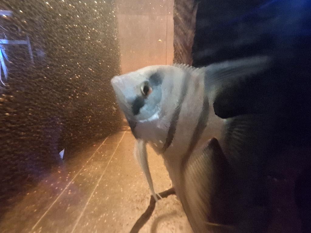 Maanvis kweekkoppel, Vis, Zoetwatervis