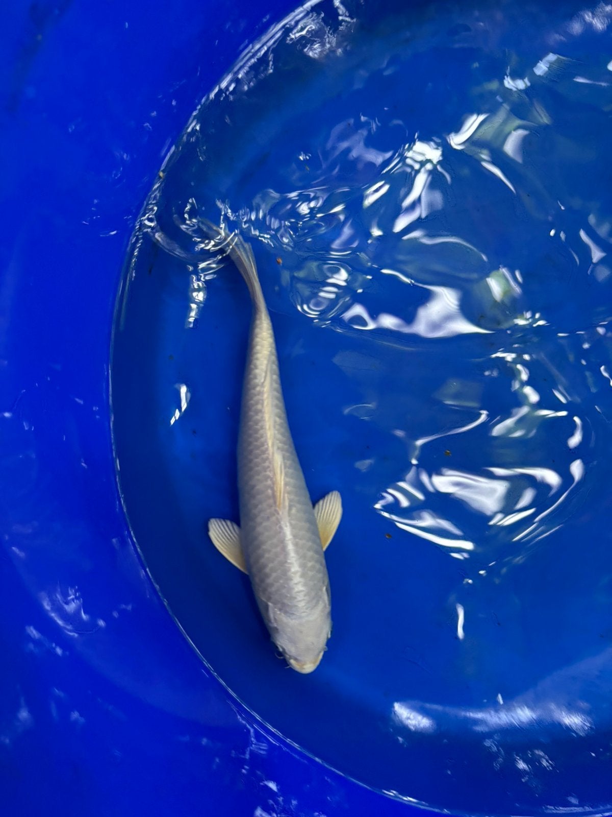 Platinum ogon koi koikarper vissen vijver vis karper, Dieren en Toebehoren, Vissen | Vijvervissen, Karper of Koi