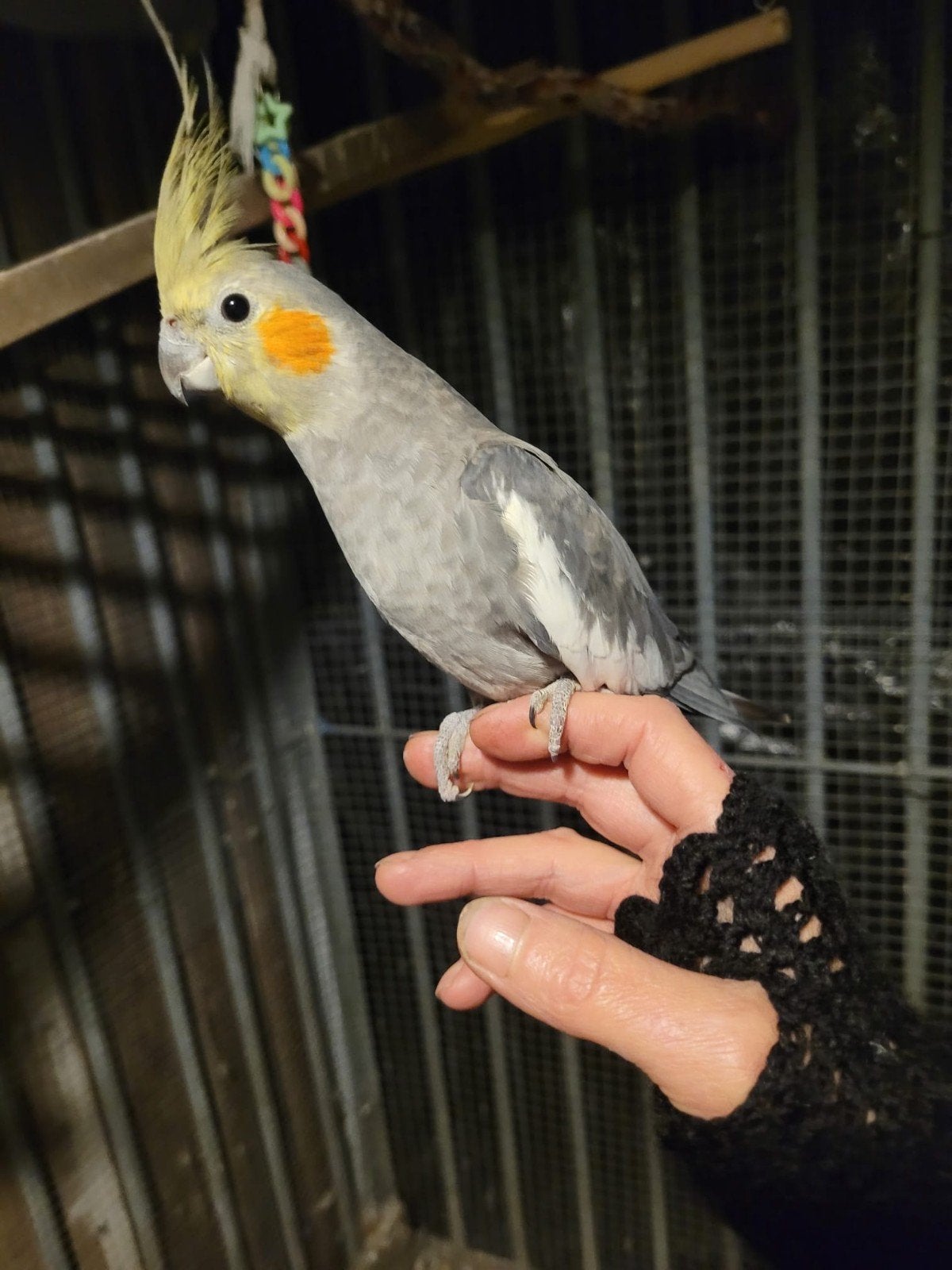 Zeer lieve en super tamme valkparkieten, Parkiet, Tam