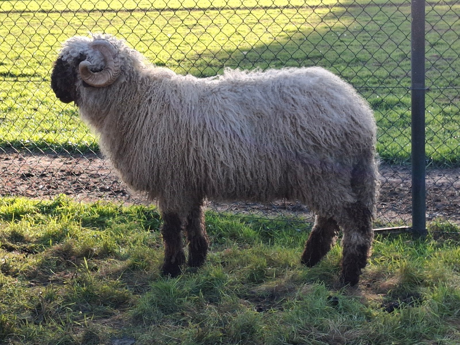 walisischer schwarznase dekram, Dieren en Toebehoren, Mannelijk, Schaap