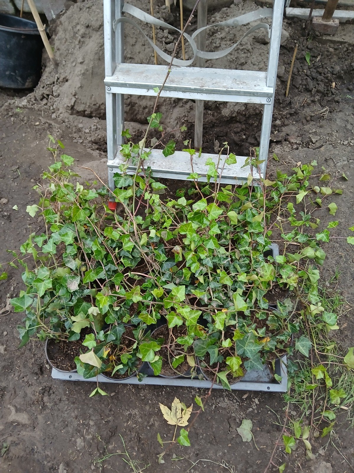 hedera, Ophalen, Vaste plant, Bloeit niet, Halfschaduw