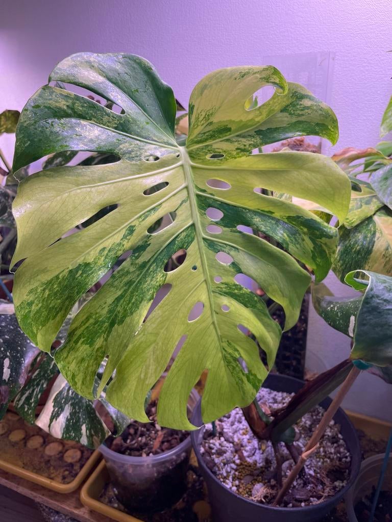 Monstera Deliciosa No(ID) MINT, Huis en Inrichting, Kamerplanten, Ophalen of Verzenden, Halfschaduw, Minder dan 100 cm