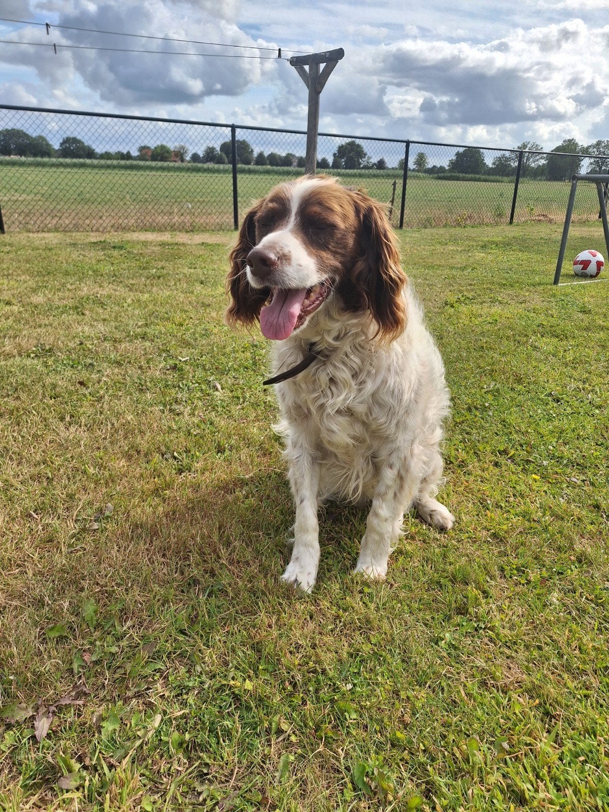 Nieuw huisje voor Max, Dieren en Toebehoren, Honden | Niet-rashonden, Middel, Reu, Particulier, Eén hond, Nederland, 6 jaar of ouder