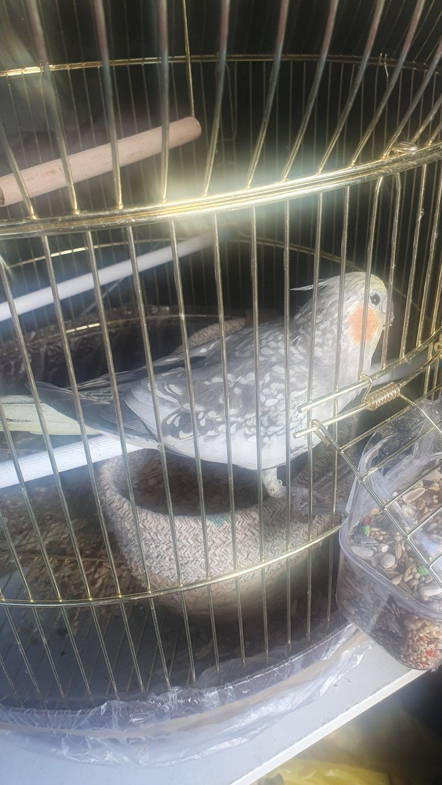 valk parkiet, Dieren en Toebehoren
