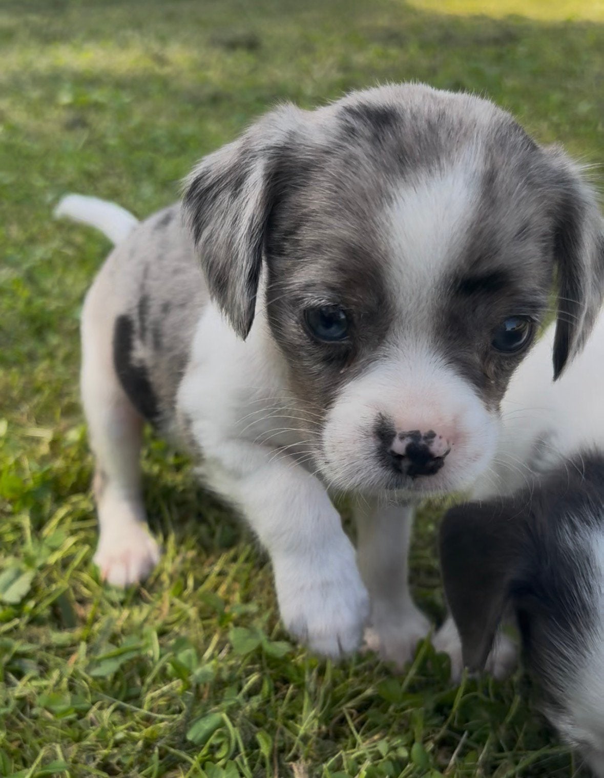 Super lieve gezonde kruising puppy’s, Dieren en Toebehoren, Honden | Niet-rashonden, Parvo, 8 tot 15 weken, Meerdere, Meerdere dieren