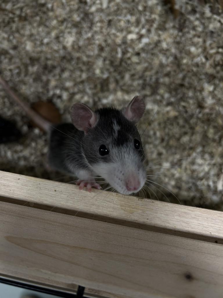 2 tamme ratten, Dieren en Toebehoren, Knaagdieren, Rat, Vrouwelijk, Januari, Tam