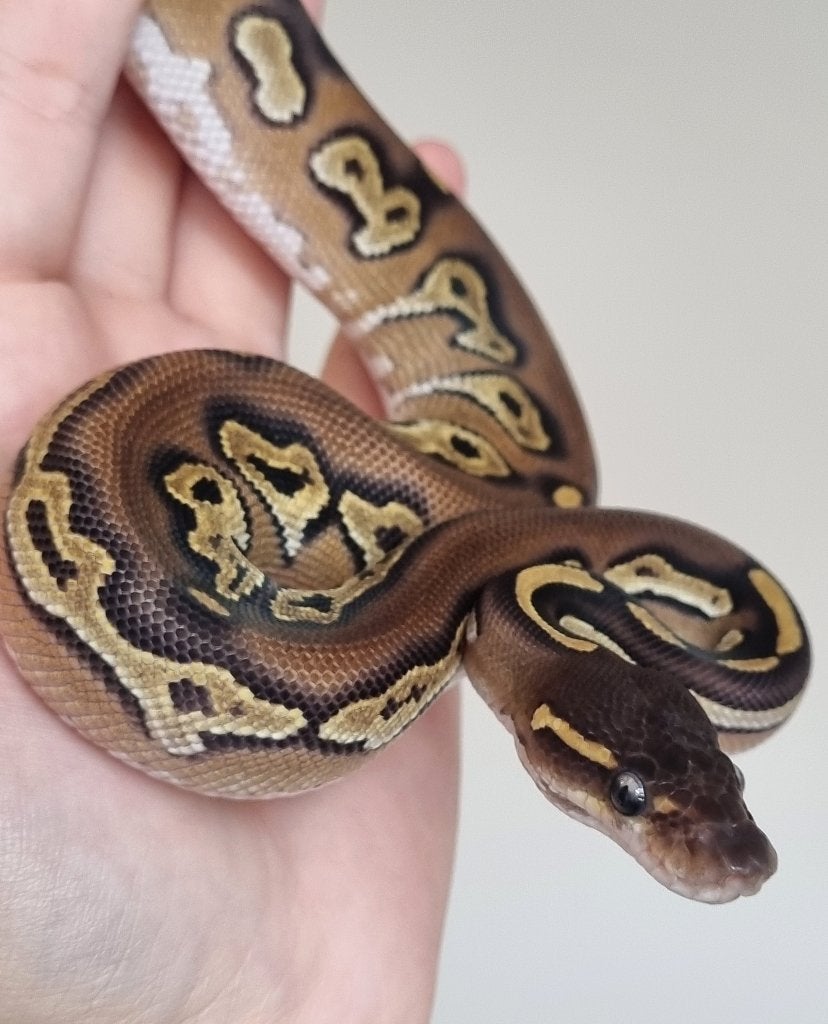 0.1 black head mojave (meer) 66% het dreamsicle Ball Python - female for sale from Snakesnballoons