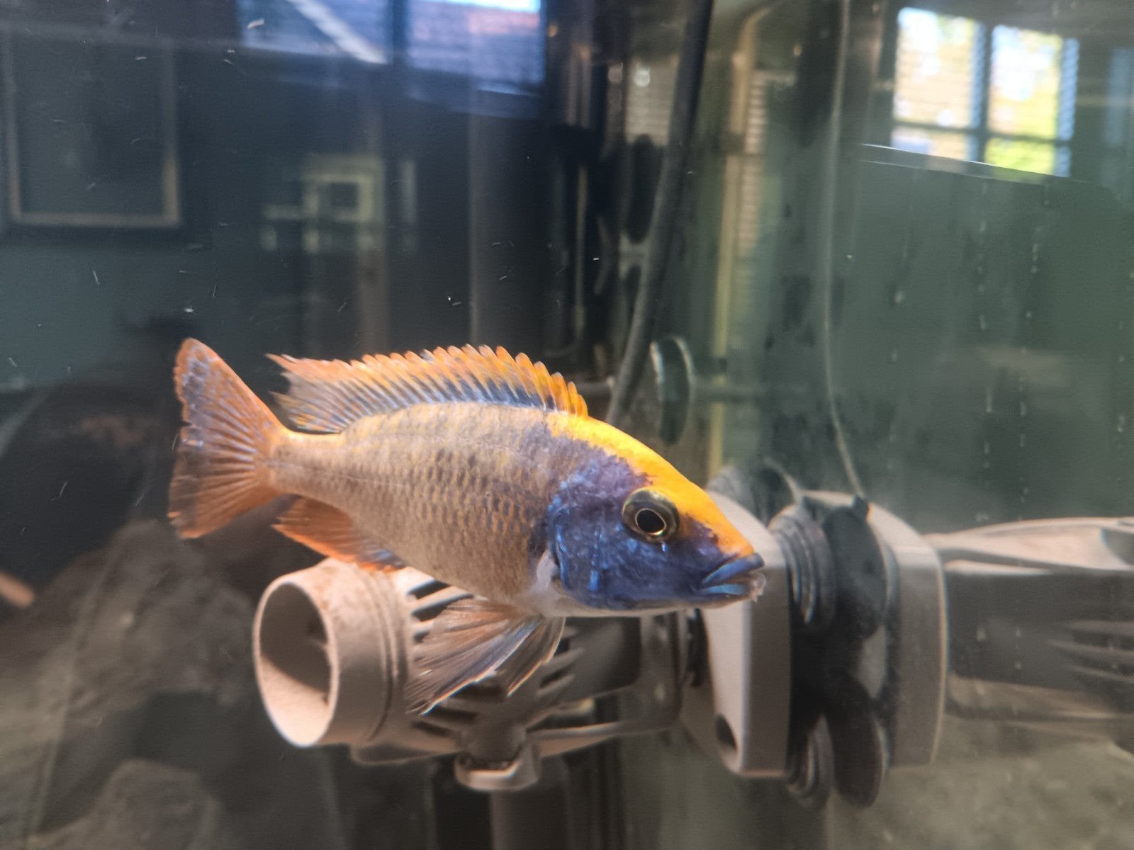 Te koop 16 prachtige Cichliden, Dieren en Toebehoren, Vis, Zoetwatervis