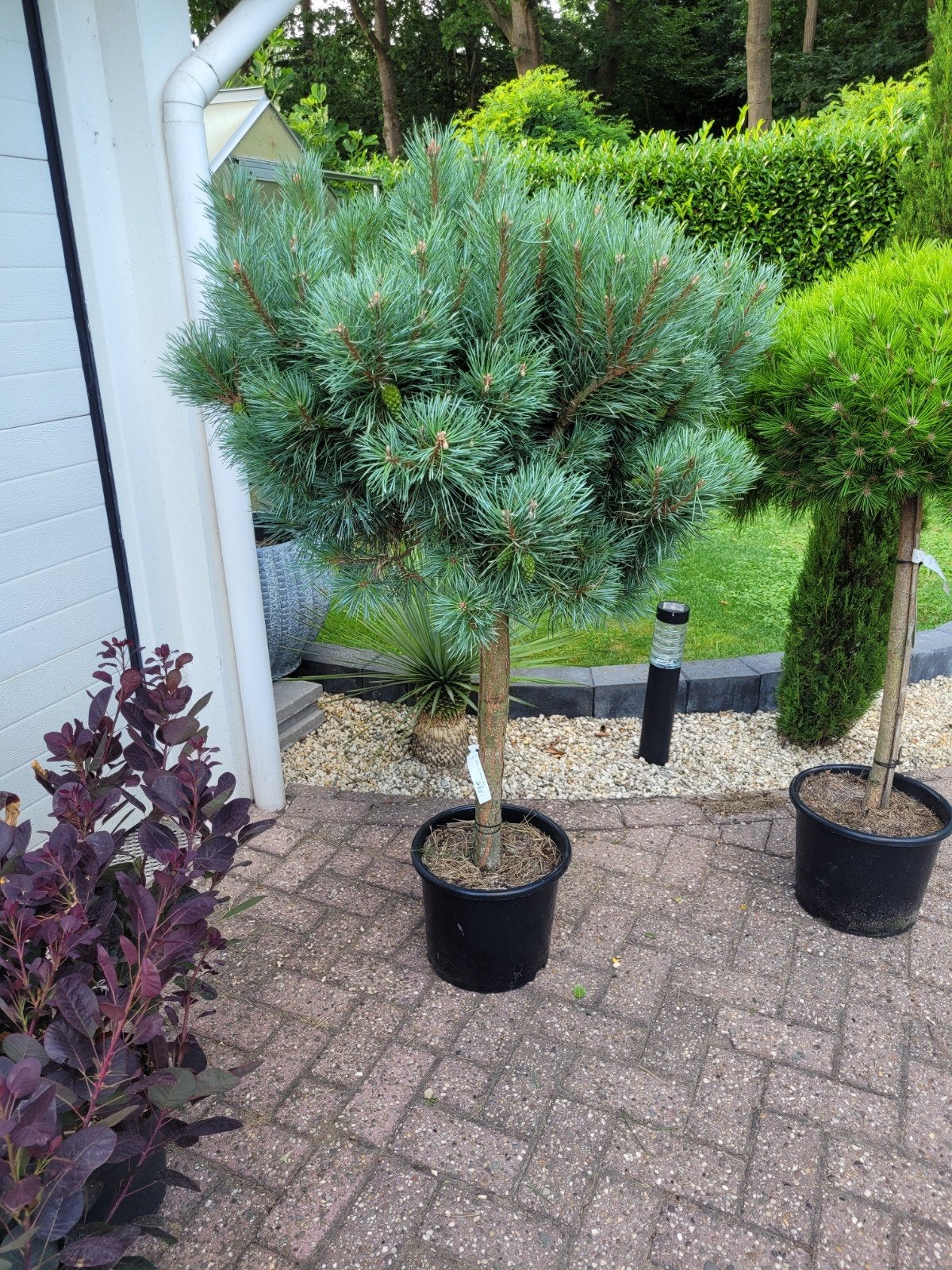 Pinus Sylvestris Chantry Blue op stam - Grote boom, Tuin en Terras, Planten | Bomen, Ophalen