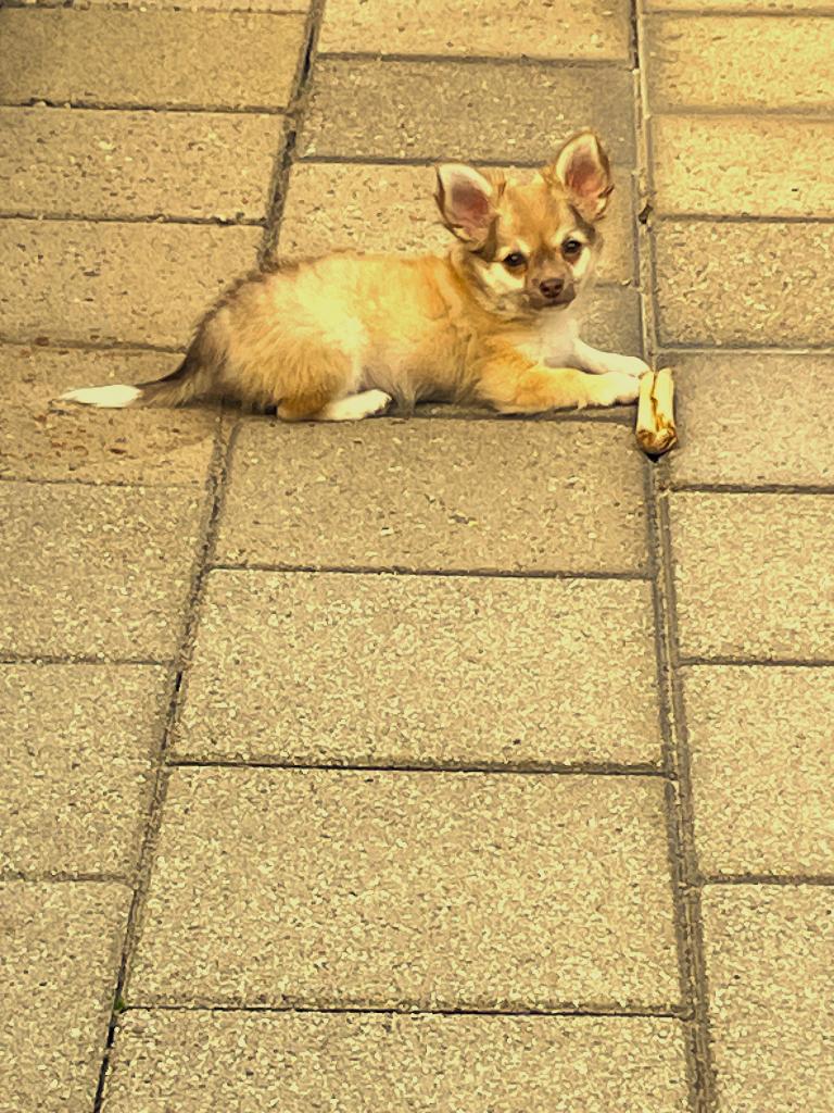 super lief langharige chihuahua reutje, Dieren en Toebehoren, Parvo, Reu, 8 tot 15 weken, Eén hond