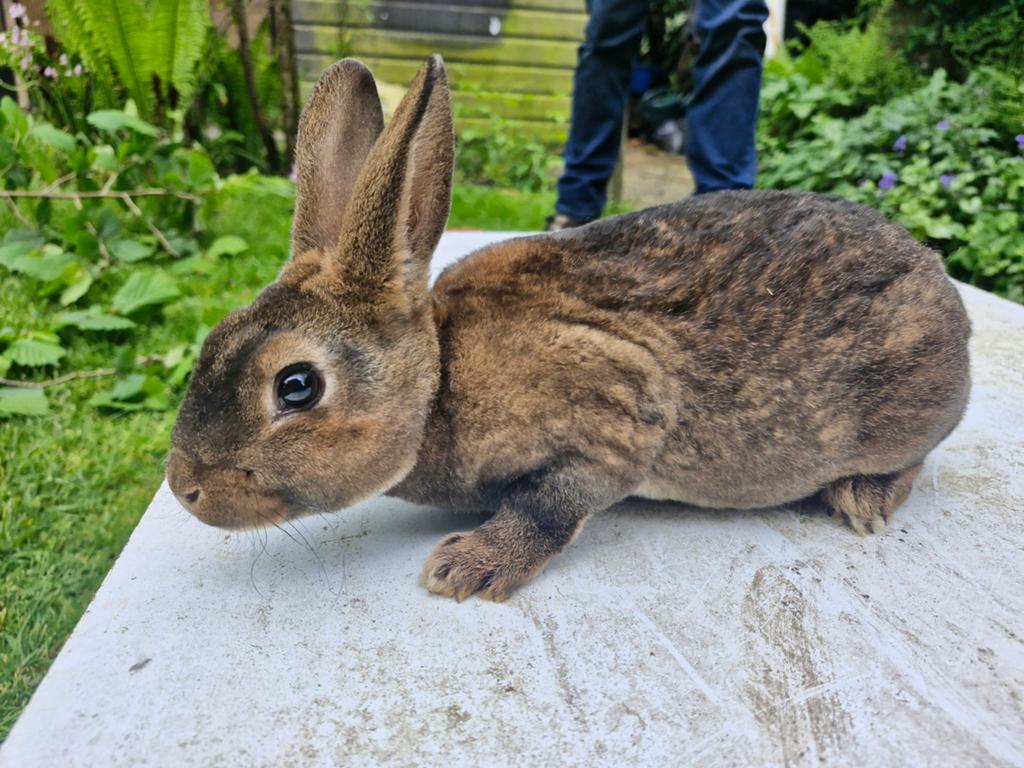 Rex voedster, Dieren en Toebehoren, Konijnen